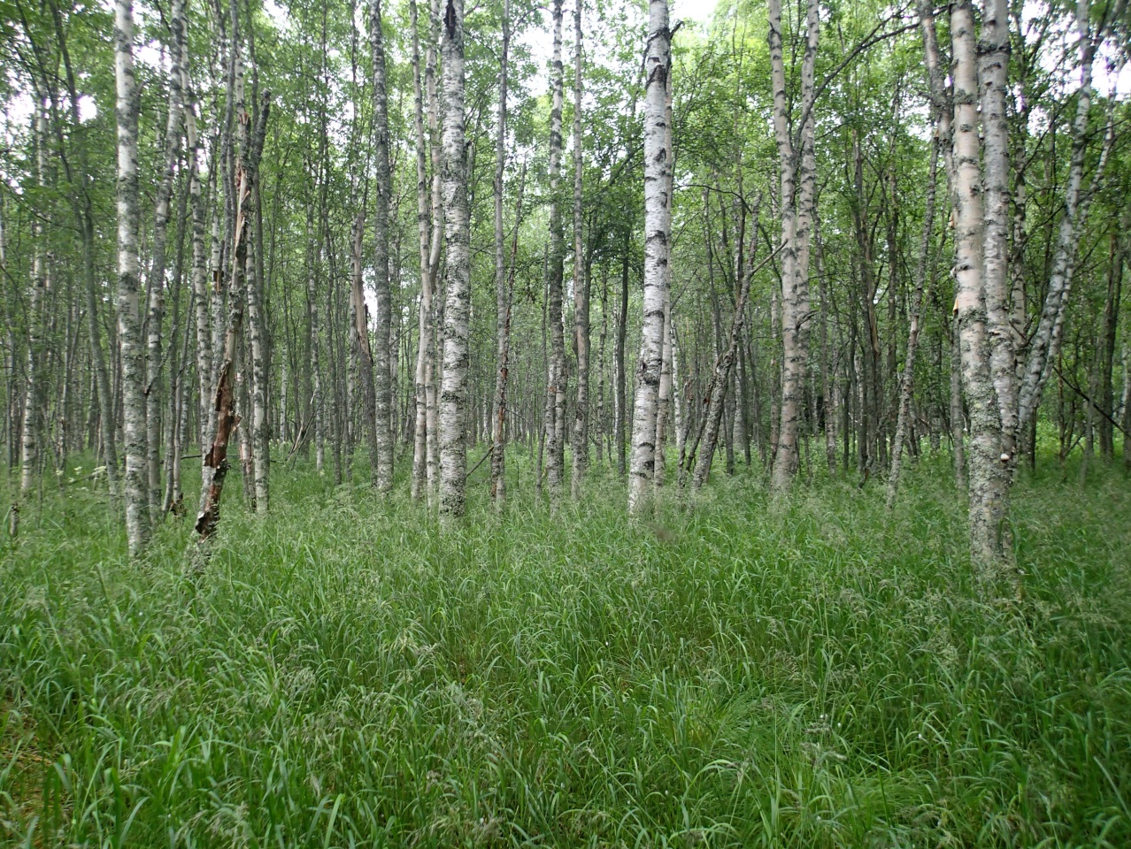 FCG SUUNNITTELU JA TEKNIIKKA OY Raportti 17 (30) 6.4.