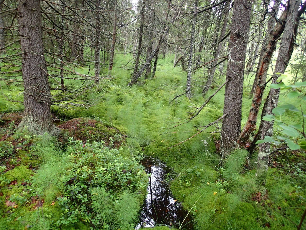 Valtakunnallisesti arvokas Kohde on erittäin uhanalaisen lajin kasvupaikka, jonka sijaintia ei esitetä mutta se on otettu vaikutusarviossa ja hankesuunnittelussa huomioon. 4.