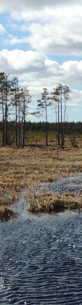 tieurat. Suunnittelualue kuuluu Viirretjoen valuma-alueeseen. Järviä tai lampia ei sijoituu suunnittelualueelle.