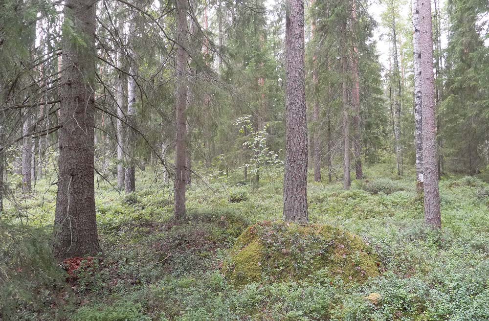 reviirit ja kanalintujen havaitut soidinpaikat,