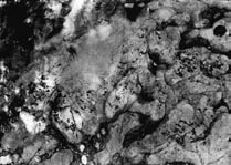 Kuva 5.8. Stromatoliittirakennetta Kareliasuperryhmän Rantamaan muodostuman dolomiitissa Torniossa. Laatta 6 cm pitkä. Kuva Vesa Perttunen.