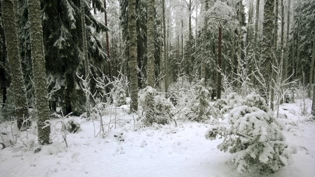 Moisionkumpare ja Moisionkumpare S (38 ha) Noin 80-100-vuotiasta järeää ja runsaan koivusekotteista (~25 %) muita rajattuja alueita rehevämpää metsää (mm. valkolehdokki) Kolhontien molemmin puolin.