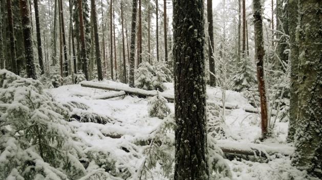 Alue kuuluu osittain METSO-kriteeriluokkiin I ja III ja pääosin kriteeriluokkaan II. Metsän rakenne luonnontilaistuu etelää kohti mentäessä ja eteläosissa metsä onkin täysin erirakenteista.