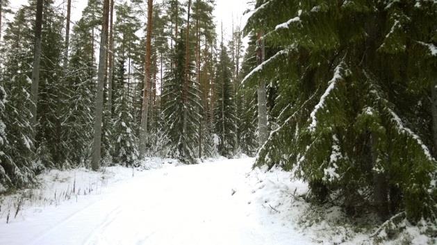 Hiihtolatu kulkee vanhapuustoisen metsän keskellä