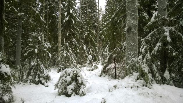 Lehtopöllön pesimämetsää