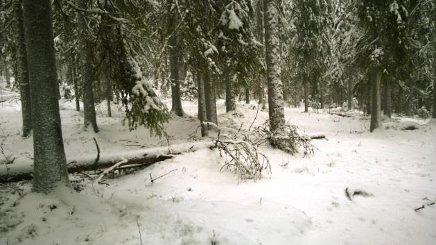 Läheisessä maapuussa kasvoi sekä pohjanrypykkä että ruostekääpä.