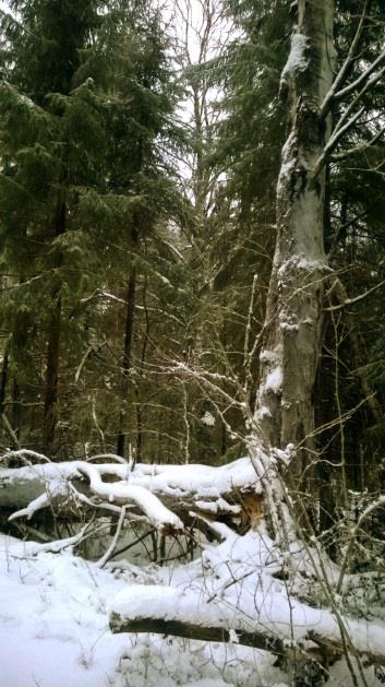 Lahopuissa havaittiin melko tuoreita valkoselkätikan syönnösjälkiä ja metsä sopisikin erinomaisesti lajin pesimäbiotoopiksi.