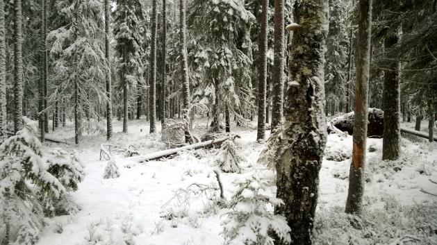 eri-ikäinen lahopuusto.