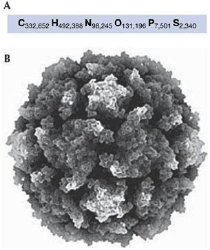 Characterization of the reconstructed 1918 Spanish influenza pandemic virus Tumpey et al.