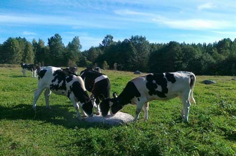 ProAgria Etelä-Savon maidontuotannon asiantuntijat yhteystietoineen (sähköposti:etunimi.sukunimi@proagria.