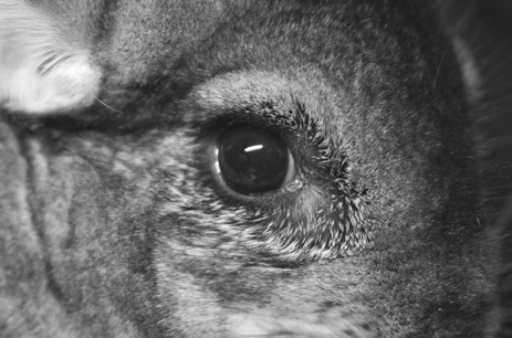 Kun chinchillan silmä vuotaa Milja Koivula 0 On hyvin tavallista huomata chinchillan silmän olevan joskus normaalia kosteampi ja karvojen silmänurkassa aavistuksen märkiä tai jopa rähmäisiä, joten