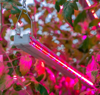 Philips suunnittelee led-valaisimet käyttäen valoreseptejä, jotka on optimoitu kunkin kasvin erityisten kasvuvaatimusten mukaan.