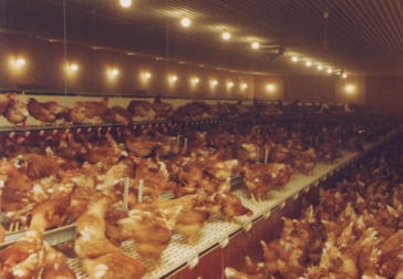 Hyvällä kananhoitokäytännöllä voidaan parantaa teurastettavan kanan laatua.