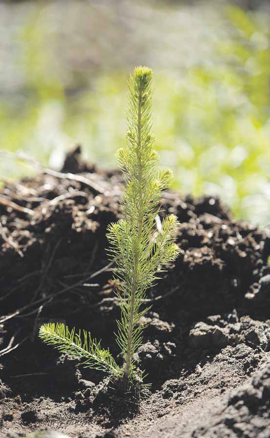 3 METSÄLEHTI AJANKOHTAISTA 6 2012 Jalostettu siemen on nykyään kiven alla Kuusen jalostettu siemen olisi haluttua, mutta varastot ammottavat tyhjyyttään.