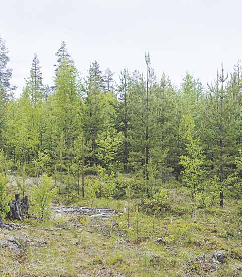 METSÄLEHTI 6 2012 15 Talven tulosta pitää olla kohtalainen varmuus ennen syyskylvöä. lainen varmuus ennen kylvöä, toteaa Hallikainen. Siemenet kestävät jonkin verran lämpöä ja kosteutta.