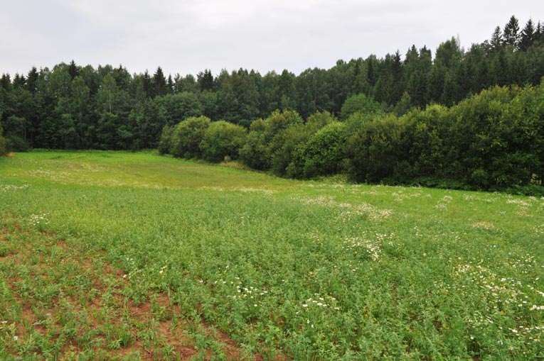 2. Pauninojan sivuhaara, padottu kosteikko Kuvaus: Pauninojaan laskevan sivuojan varrella sijaitsevaan peltonotkoon on mahdollista perustaa pienialainen kosteikko patoamalla.