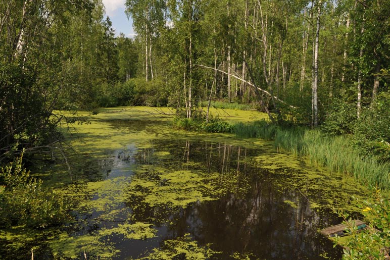 4. Vanha-Similä, olemassa oleva kosteikko Kuvaus: Vanha-Similän kosteikkokohde sijaitsee Torronsuon kansallispuiston ja Natura-alueen välittömässä läheisyydessä.