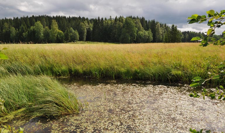 Kohteella olemassa oleva kosteikkoala voidaan luonnollisesti sisällyttää tukiehtojen edellyttämään hankepintaalaan.