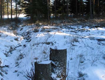 Stranbyn kosteikko Paraisilla suojelee mökkirantoja WWF on perustanut erilaisia esimerkkikohteita etelärannikon ravinnekuormituksen painopistealueille Lounais-Suomen alueelle.