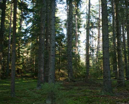 Valtio päättää sopimuksen jälkeen myös maan käytöstä, kuten metsästysoikeuksien myöntämisestä. Sopimuksia on tehty METSOssa lähes yhtä paljon kuin sopimuksia yksityisestä suojelualueesta.