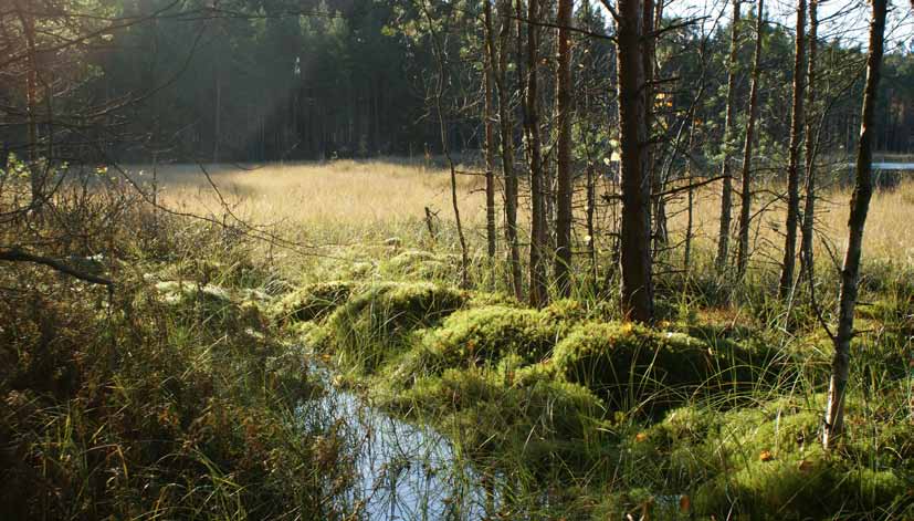 Puuston arvo lasketaan kuten tavallisessa puukaupassakin, eli puulaji ja puutavaralaji (tukki/kuitu) vaikuttavat korvaukseen. Korvauksesta voi neuvotella.