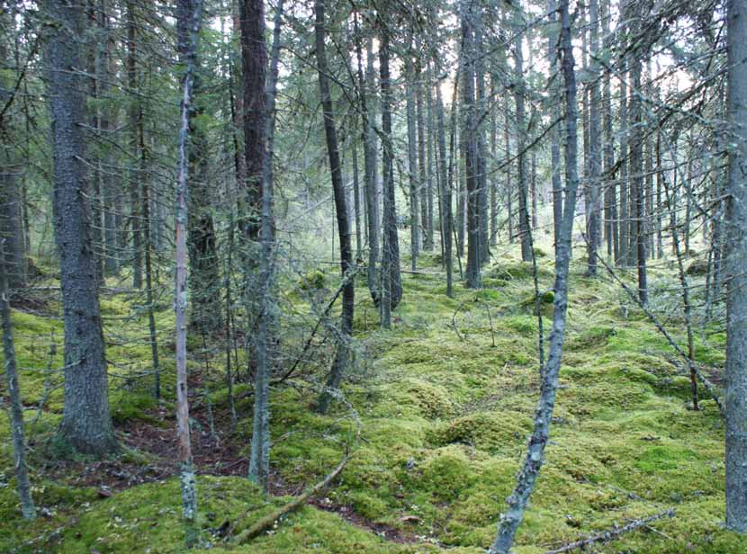 Kohdekuvauksista huomasin, että meidän oma vanhaksi metsäksi kutsumamme kuvio saattaisi kelvata METSOon. Soitin itse metsäkeskukseen ja neuvottelut METSOsopimuksesta alkoivat.