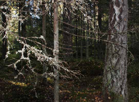 Meillä on 17 hehtaarin alalla maatalouden ympäristötukisopimuksia vesiensuojelun parantamiseksi ja on mukana noita puustoisia perinnebiotooppejakin, metsälaitumia, Pastell kertoo.