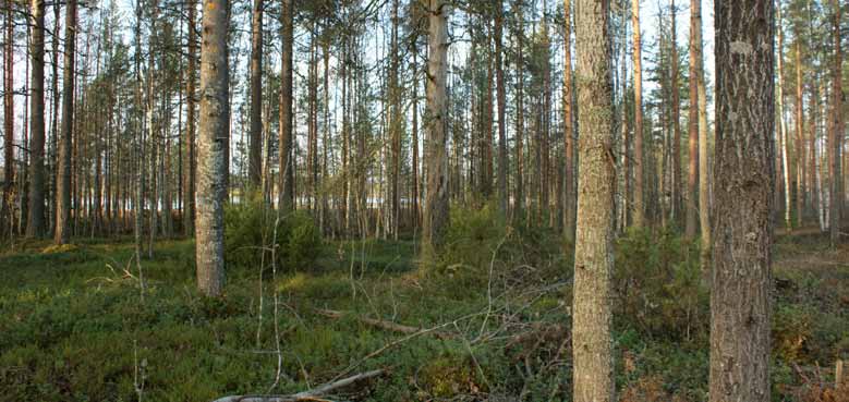 Rajamäki toivoo, että lopputuloksesta olisi kerrottu hieman seikkaperäisemmin. Sain metsäkeskukselta sähköpostia ettei ympäristötuki onnistu. Se oli ihan ok.