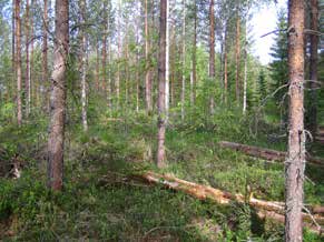 Pääosin harvennuksessa poistettiin läpimitaltaan pieniä puita ja suurimmat puut jätettiin kasvamaan, eli tehtiin tyypillinen alaharvennus.