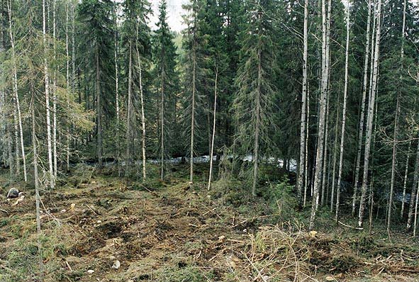 Säästöpuiden vaikutuksia metsäluontoon ja -maisemaan Kuolleista ja kuolevista säästöpuista tulee keloja, pökkelöitä ja maapuita, jotka ovat tärkeitä elinympäristöjä suurelle joukolle uhanalaisia tai