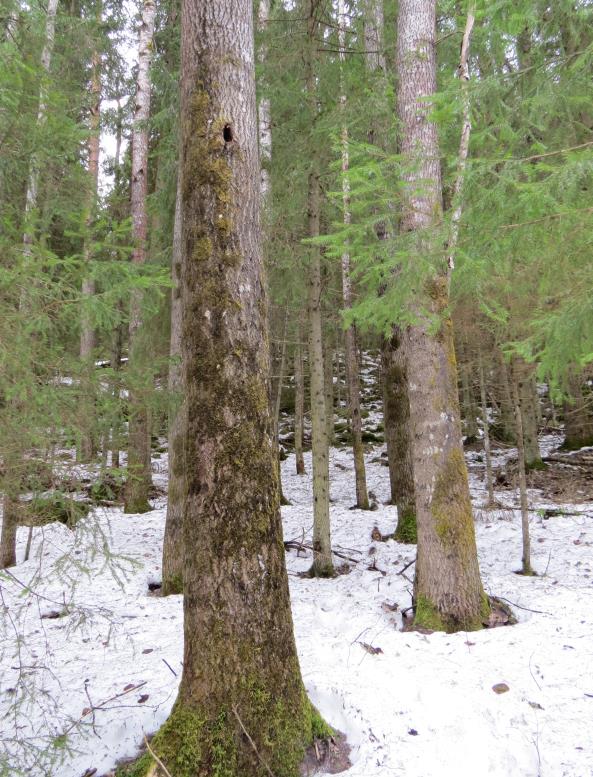 Kohteella kasvaa paikoin liito-oravan ruokailupuiksi sopivia haapoja ja harmaaleppiä. Koulun pihan tuntumassa on paljon pieniläpimittaista lahopuuta.