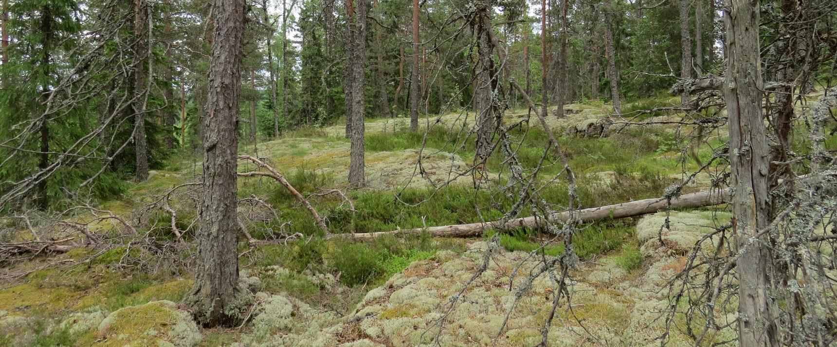 VT 13 Lappeenranta-Nuijamaa yleissuunnitelmaan liittyvä luontoselvitys 2013: Raporttiluonnos 21.10.