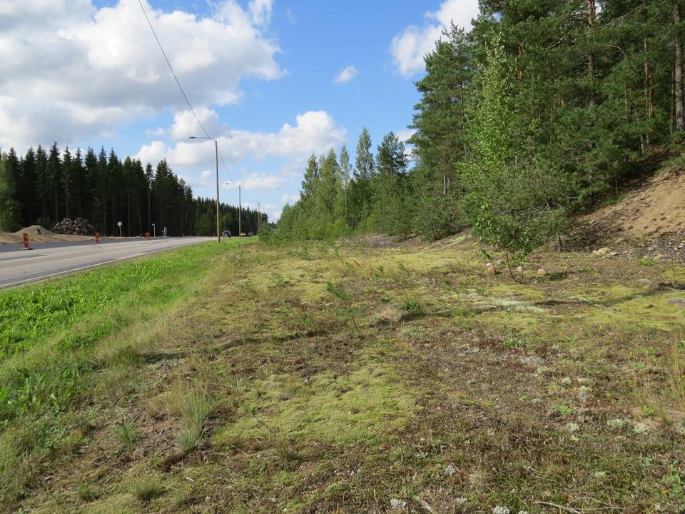 varrella. Pientareilla, jolla kasvaa huomattavan paljon paimen- ja ahomataraa sekä kissankelloa. Ketoneilikkaa (NT) (kuva 20) kasvaa yhteensä useita satoja yksilöitä molemmin puolin tietä.