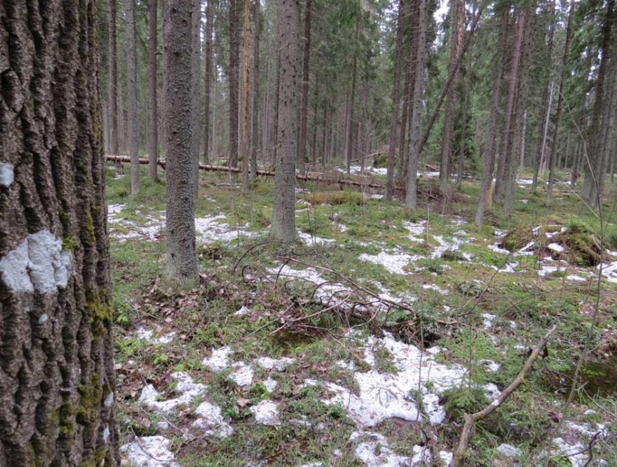 Ketoneilikan Dianthus deltoides (NT) kasvupaikat... 19 8. Valtakunnallisesti arvokkaat elinympäristöt... 19 9. Paikallisesti arvokkaat elinympäristöt.