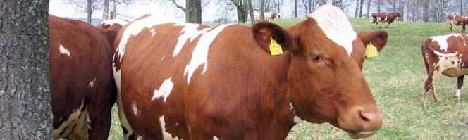 107 4. Kotieläintuotanto 4 Kotieläintuotanto Husdjurproduktion Livestock production Nautojen määrä pysyi lähes ennallaan vuonna 2012 Maatiloilla oli nautoja yhteensä 912 800 keväällä 2012.