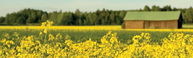 63 2. Peltokasvituotanto 2 Peltokasvituotanto Åkerväxtproduktion Field crop production Vuonna 2012 vilja-ala kasvoi edellisestä vuodesta viitisen prosenttia ollen noin 1 154 000 hehtaaria.