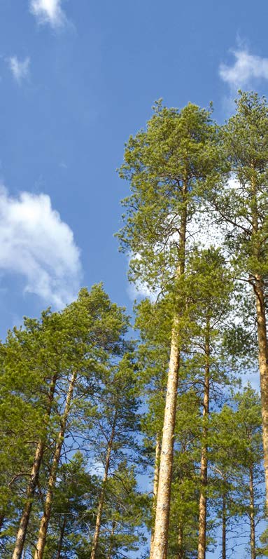 ..6 Alajärvellä sahataan hyvällä vauhdilla...8 Työpaikka löytyi melkein naapurista...9 Puukauppa perustuu luottamukseen... 10 Ponssen koneet toimivat tehokkaasti ja ekologisesti.