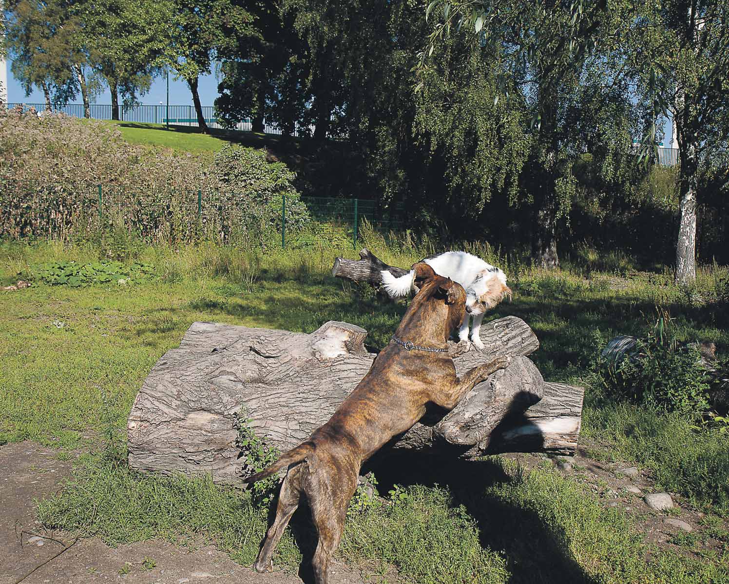 Luonto ja yhteinen ympäristö Vipinää tassuihin koirapalvelut monipuolistuvat TEKSTI JA KUVAT Päivi Pajula Tamperelaisen Maiju Iltasen kiha raturkkinen Sylvi-koira on jo mum - moiässä, ja se viihtyy