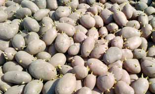 Peittaus Peittauksesta on hyötyä erityisesti, jos siemenperunassa on seittiä tai se joudutaan istuttamaan varhain kasvukaudella kylmään maahan.