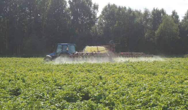 Kasvitautien torjunta Perunarutto Phytophthora infestans on pahimpia perunantuotannon vitsauksia, vaikka sen tuhot nykyisin pystytään estämään miltei täydellisesti säännöllisillä, oikein ajoitetuilla