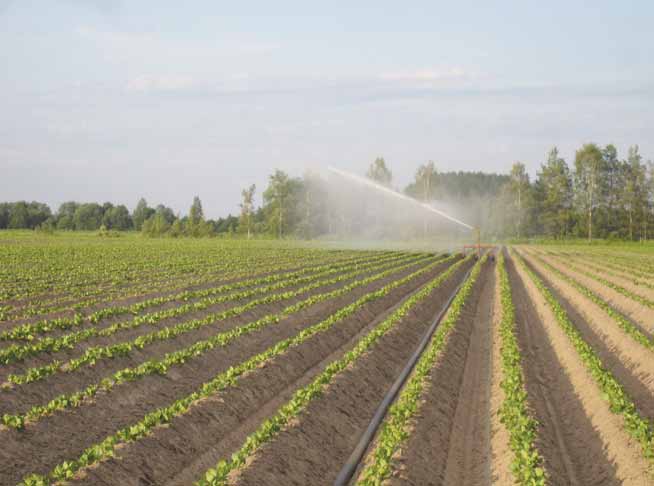 Kuva: Jaakko Rahko Kastelu Kastelu varmistaa perunan hyvää kasvua ja mukulanmuodostusta. Perunan vedentarve on suurin mukulanmuodostusvaiheessa ja mukulasadon kasvun aikana.