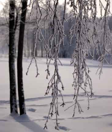 Varis Siinä se istui aidan päällä, niin kuin oli istunut joka säällä, vanhassa harmaassa takissaan, nuokkuen päiväuniaan.