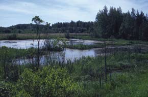 Ottamistoiminta on joissakin tapauksissa luonut edellytykset joidenkin suojeltujen tai uhanalaisten kasvi- ja eläinlajien lisääntymiselle ja siten rikastuttanut luonnon monimuotoisuutta.