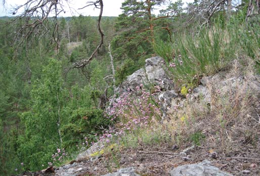 Kuva 6. Paahteiset kalliokedot voivat olla erikoisia biologisia luonnonesiintymiä ja tärkeitä elinympäristöjä useille kasvi- ja perhoslajeille.