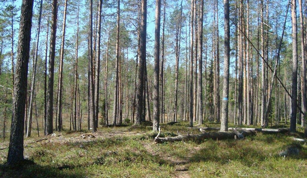 lajiston säilyttämisessä. Yli-Vuokin virkistysmetsän yksi luonnonsuojelullinen merkitys onkin toimia ekologisena yhteysalueena näiden Natura-alueiden välillä. Kuva 3.