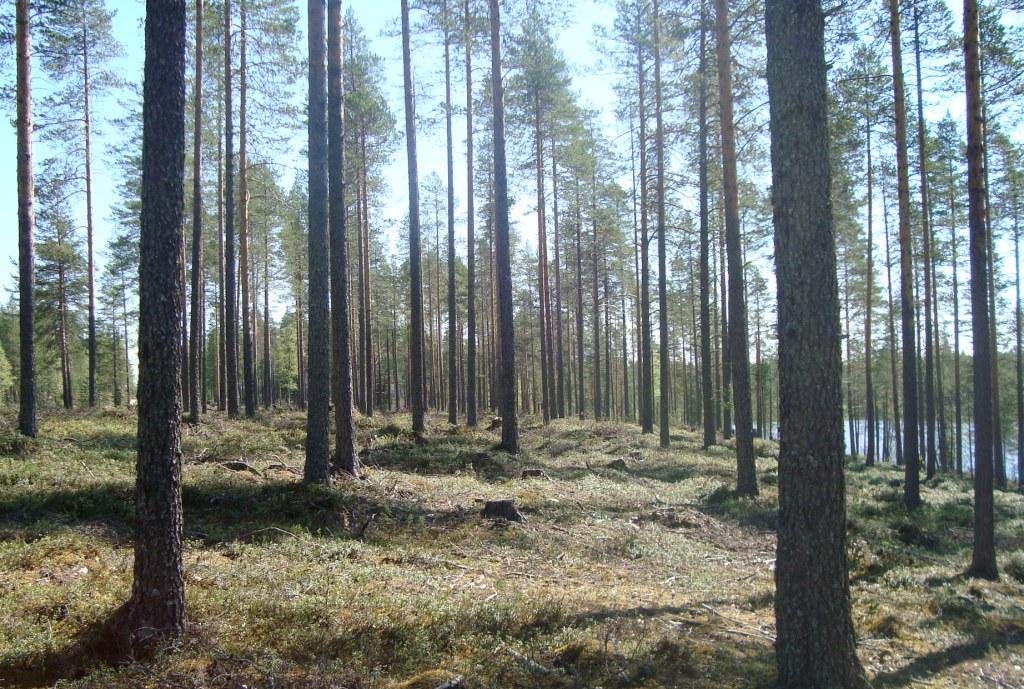 vanomaista harvemmaksi ja ylispuita poistamalla vapauttaa kasvutilaa jo olemassa oleville taimiryhmille ja nuorille puille.