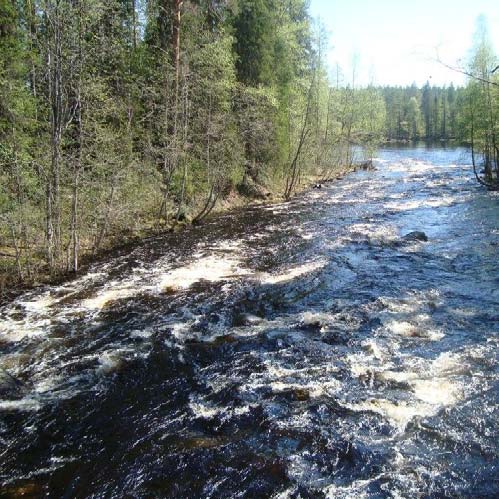 Kuva 7. Tärkeimpien virkistyskalastuskoskien rannat (vas. Paasonkoski) sekä luontokohteet (oik.) jätetään hakkuiden ulkopuolelle. 3.