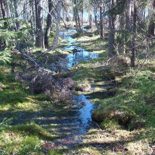 Metsien käsittelyjen ulkopuolelle jätetään alueen vesistöissä sijaitsevat saaret (6 ha). Saarten puusto on jätetty käsittelemättä myös aikaisempien hakkuiden yhteydessä.