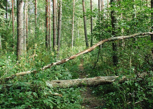 PORIN METSÄN MONITAVOITTEINEN LUONNONHOITO- JA KÄYTTÖSUUNNITELMA Nella Mikkola & Heli