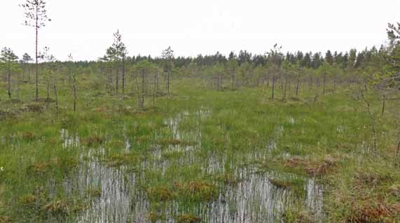 Kaavoitettavan alueen luonnonolosuhteita ei ole kartoitettu aiemmin muissa selvityksissä.